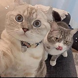 细猫的头像
