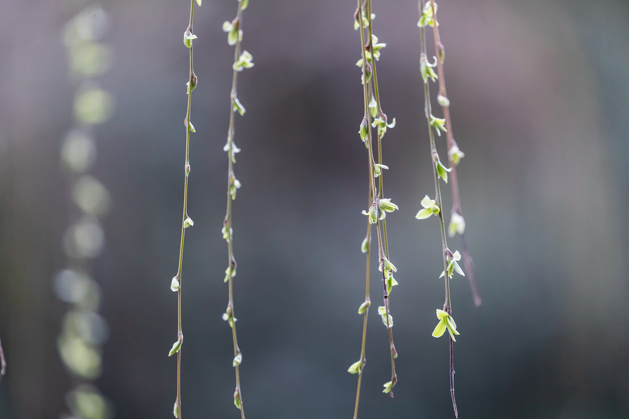 重庆南川:春风杨柳万千条