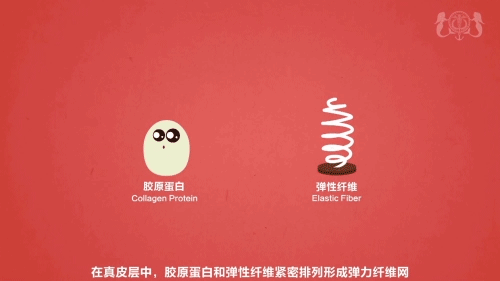 FLASH动画《皱纹篇》