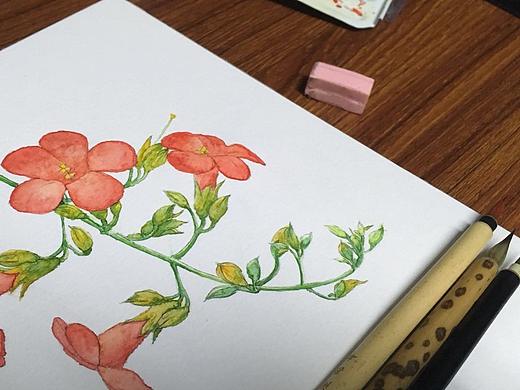 凌霄花（个人主页-ZMjU2NzQ1OTY=） - 创作习作 - 站酷设计师大大哈皮原创素材 - 站酷ZCOOL