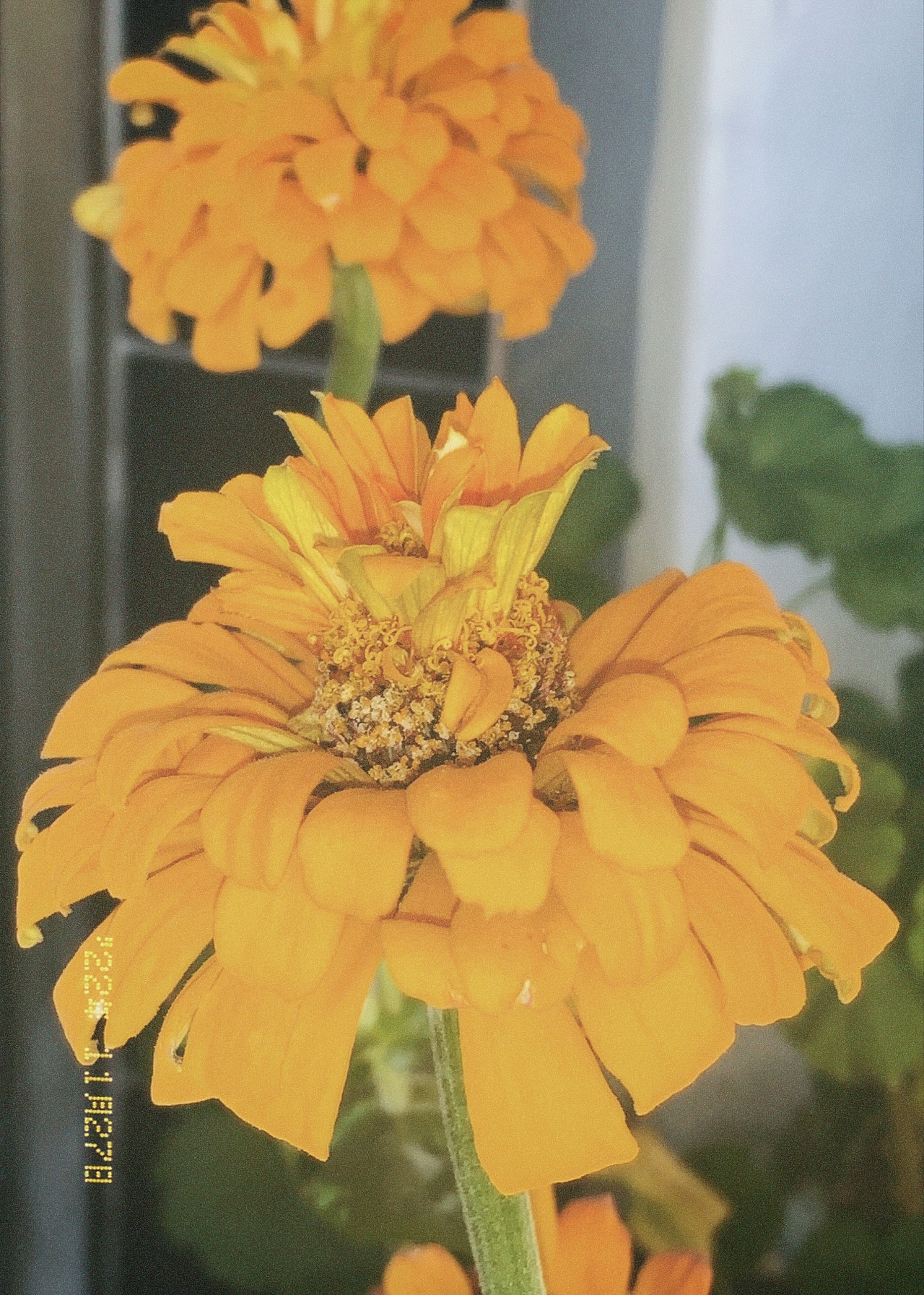 所谓浪漫就是有花有你🌺💐
