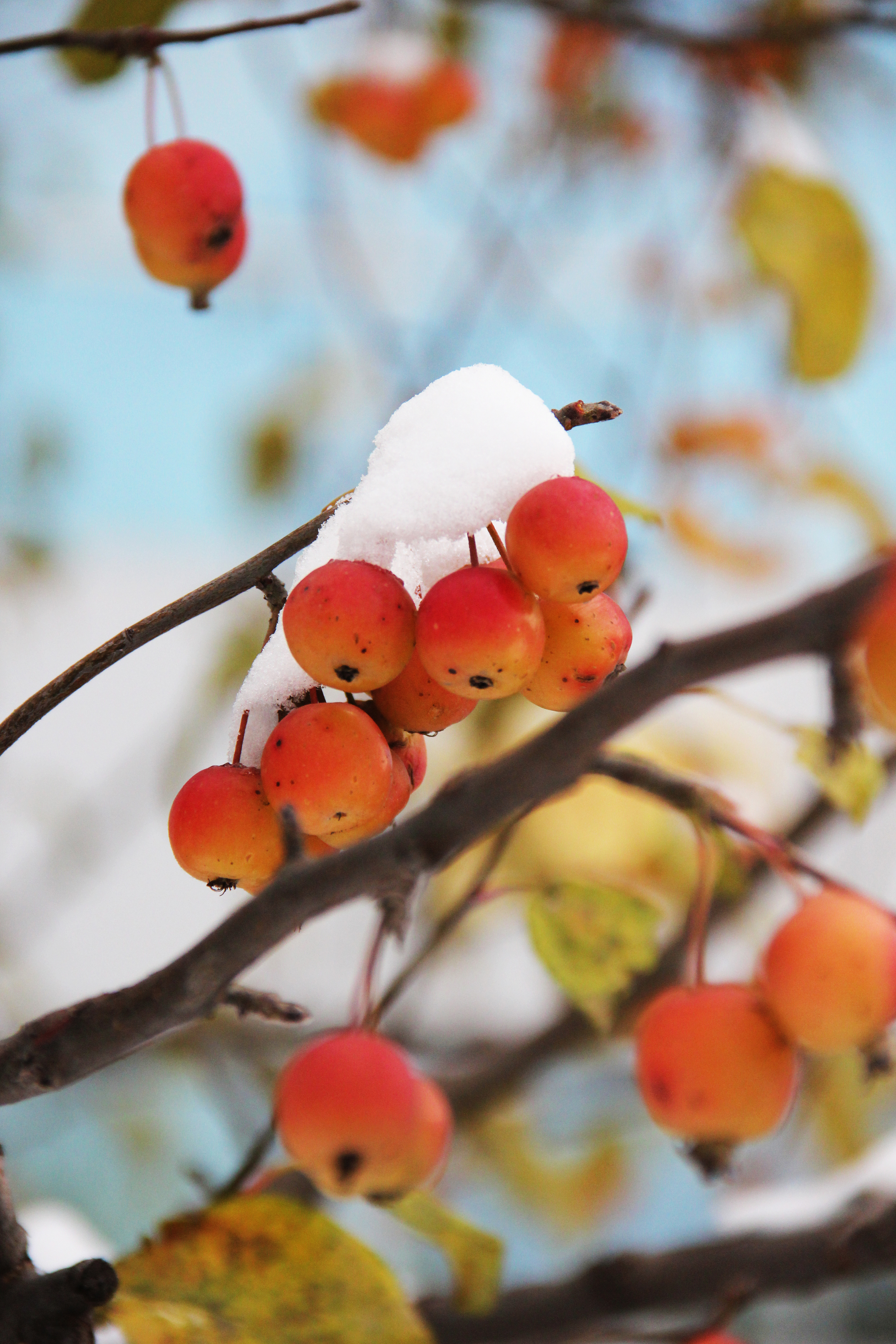《 雪中海棠 》