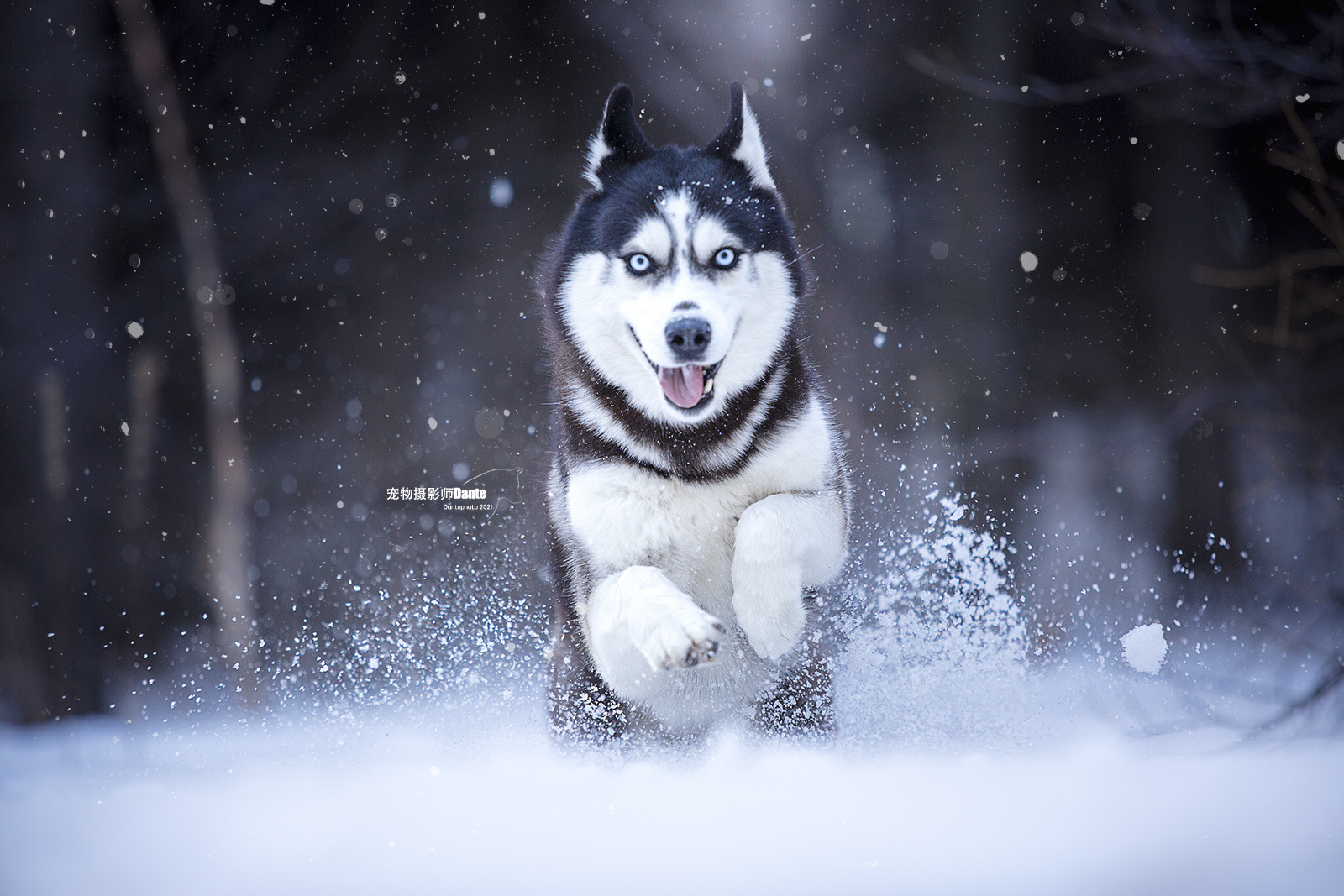 dante宠物摄影雪地哈士奇and小柴