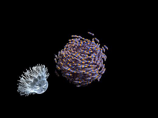 鱼群（个人主页-ZNTI4NDQxNzY=） - 动画/影视 - 站酷设计师弓长方文原创素材 - 站酷ZCOOL