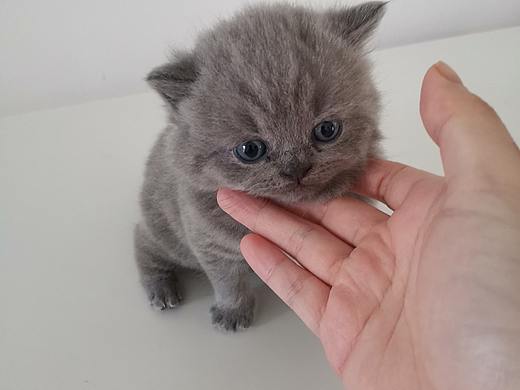 沐米猫舍 103英短纯蓝-性别：公（颜色浅）英国短毛猫