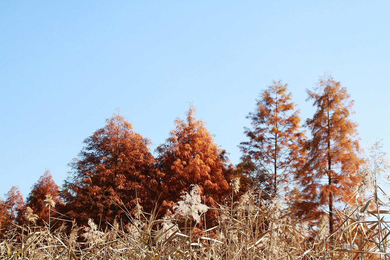 崇明西沙湿地（图ZNjUyODAzMjA=） - 风光摄影 - 站酷设计师1174337661原创素材 - 站酷ZCOOL