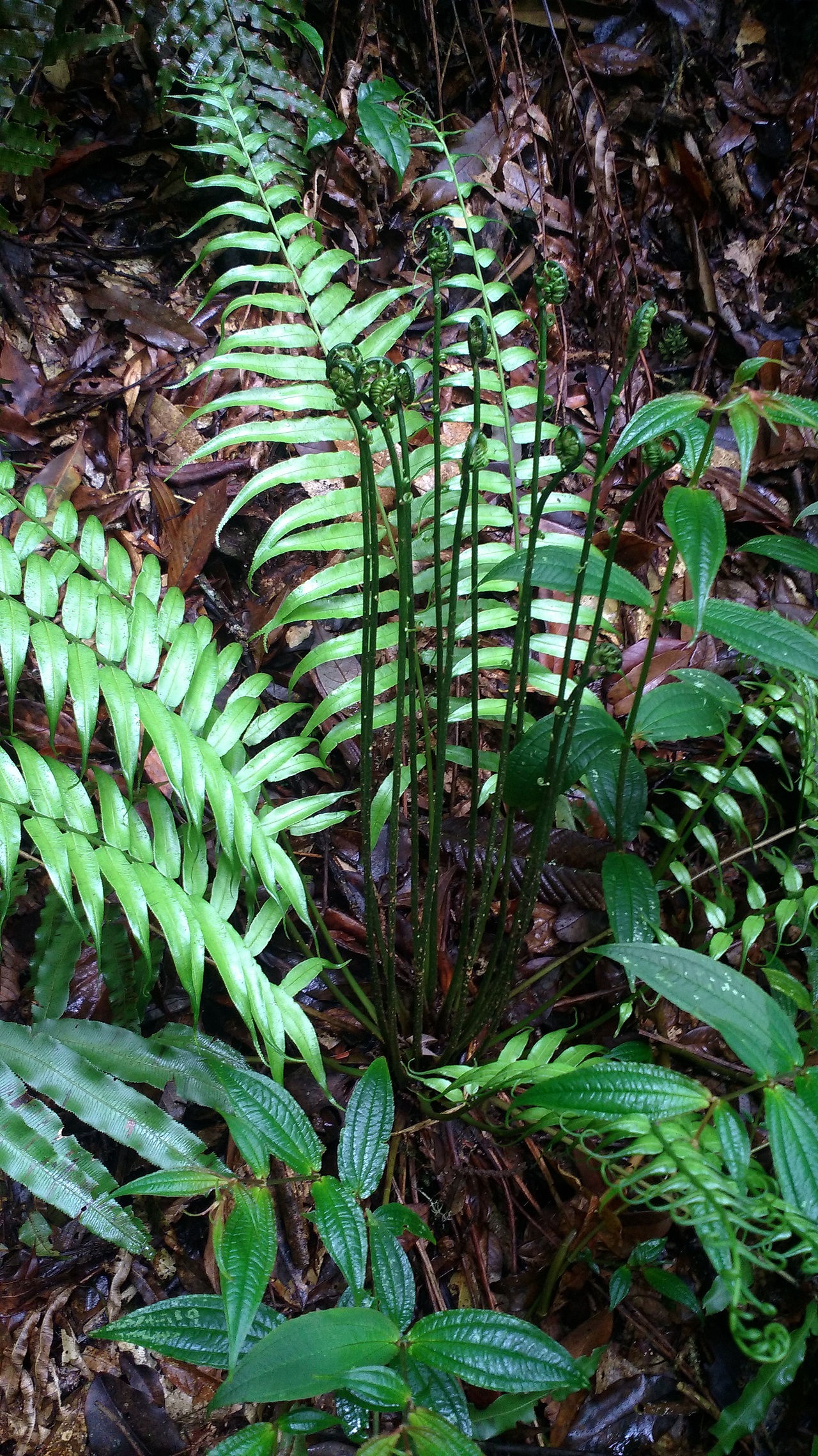 云南红河哈尼族壁画墙体彩绘