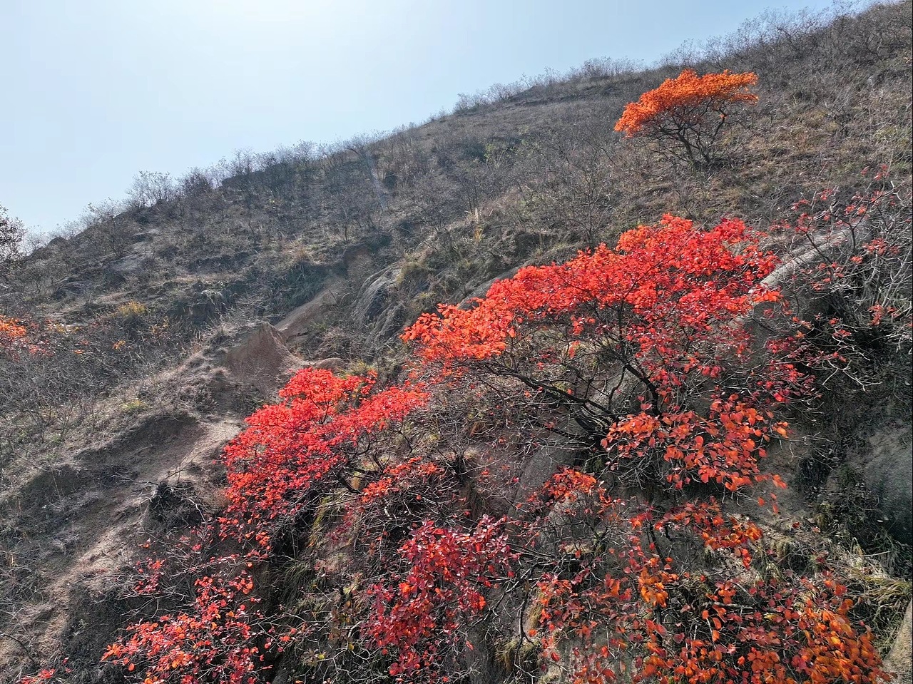 红叶美如画（图ZMzU3NzA1ODg4） - 风光摄影 - 站酷设计师我的瞬间艺术原创素材 - 站酷ZCOOL