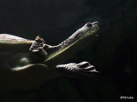 动物-龟（个人主页-ZMzg0ODQ0OTY=） - 宠物摄影 - 站酷设计师PJHubs原创素材 - 站酷ZCOOL