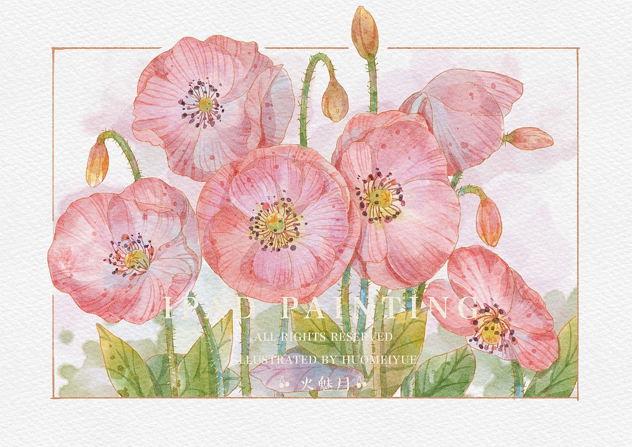 ipad水彩花卉之虞美人