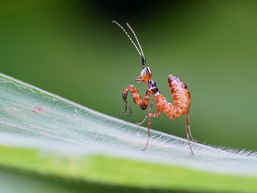 瓜哥微摄-生态微距摄影