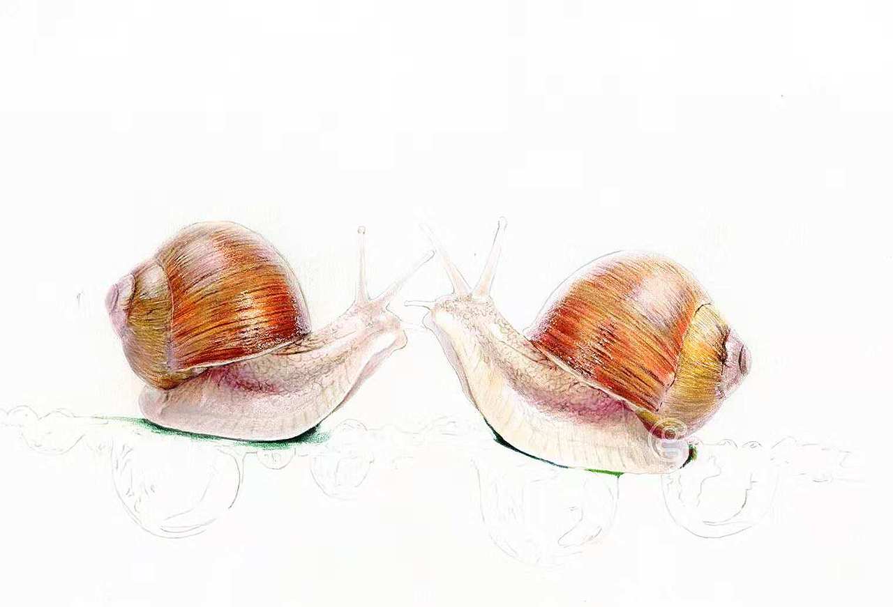 彩铅画-《蜗牛》