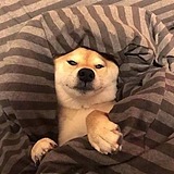 Salah丶莎拉拉的头像