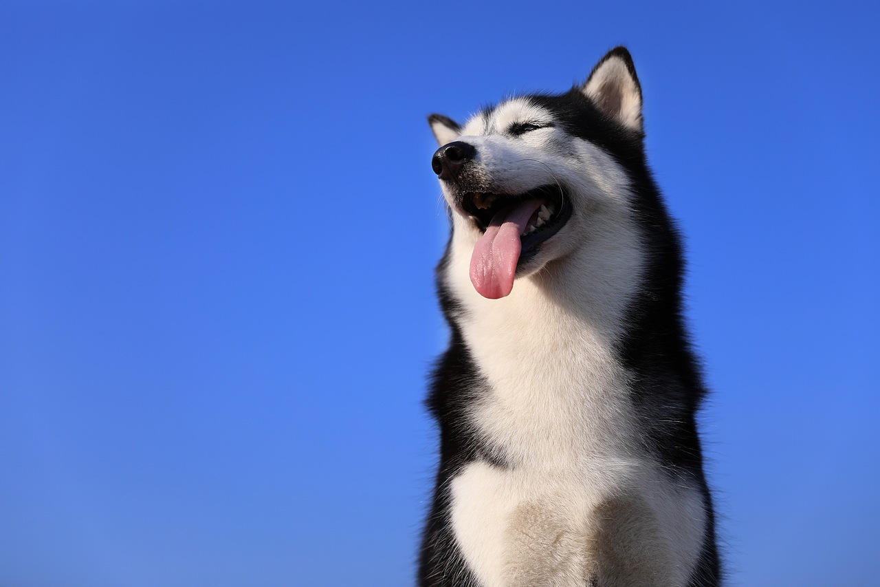 宠物摄影 l 蓝色天空之下的哈士奇tutu