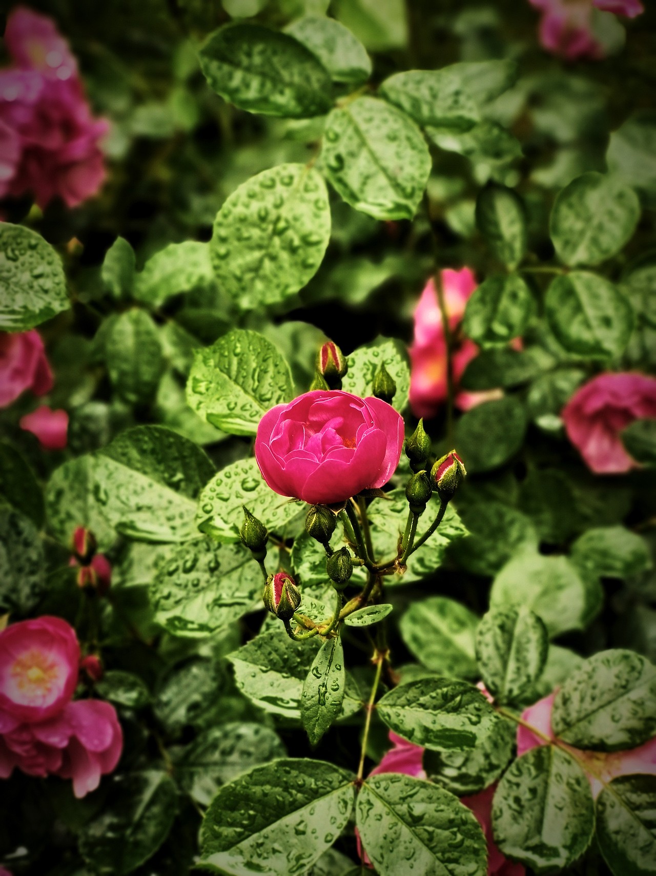 风景（图ZMjY3MDE3MjYw） - 风光摄影 - 站酷设计师哎呀小白菜原创素材 - 站酷ZCOOL