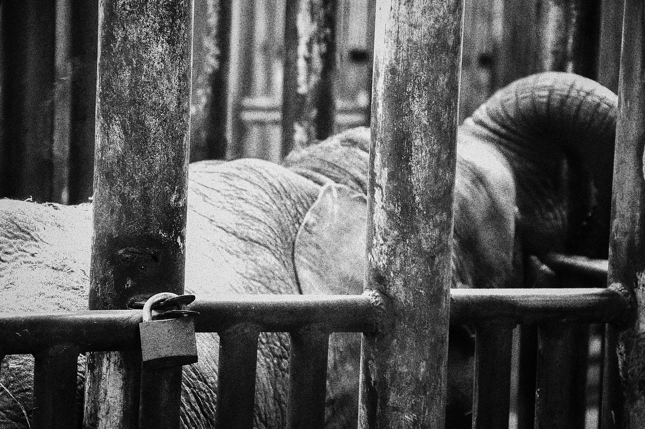 《北京动物园》略伤感（图ZMTA1MzM2NDYw） - 宠物摄影 - 站酷设计师不是扶桑原创素材 - 站酷ZCOOL