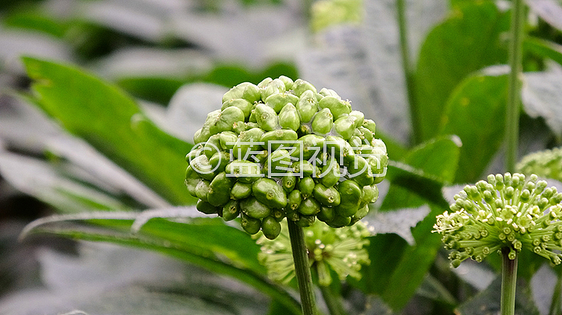 文山三七摄影（图ZODE1NDkyNTI=） - 产品摄影 - 站酷设计师wsyhlr原创素材 - 站酷ZCOOL