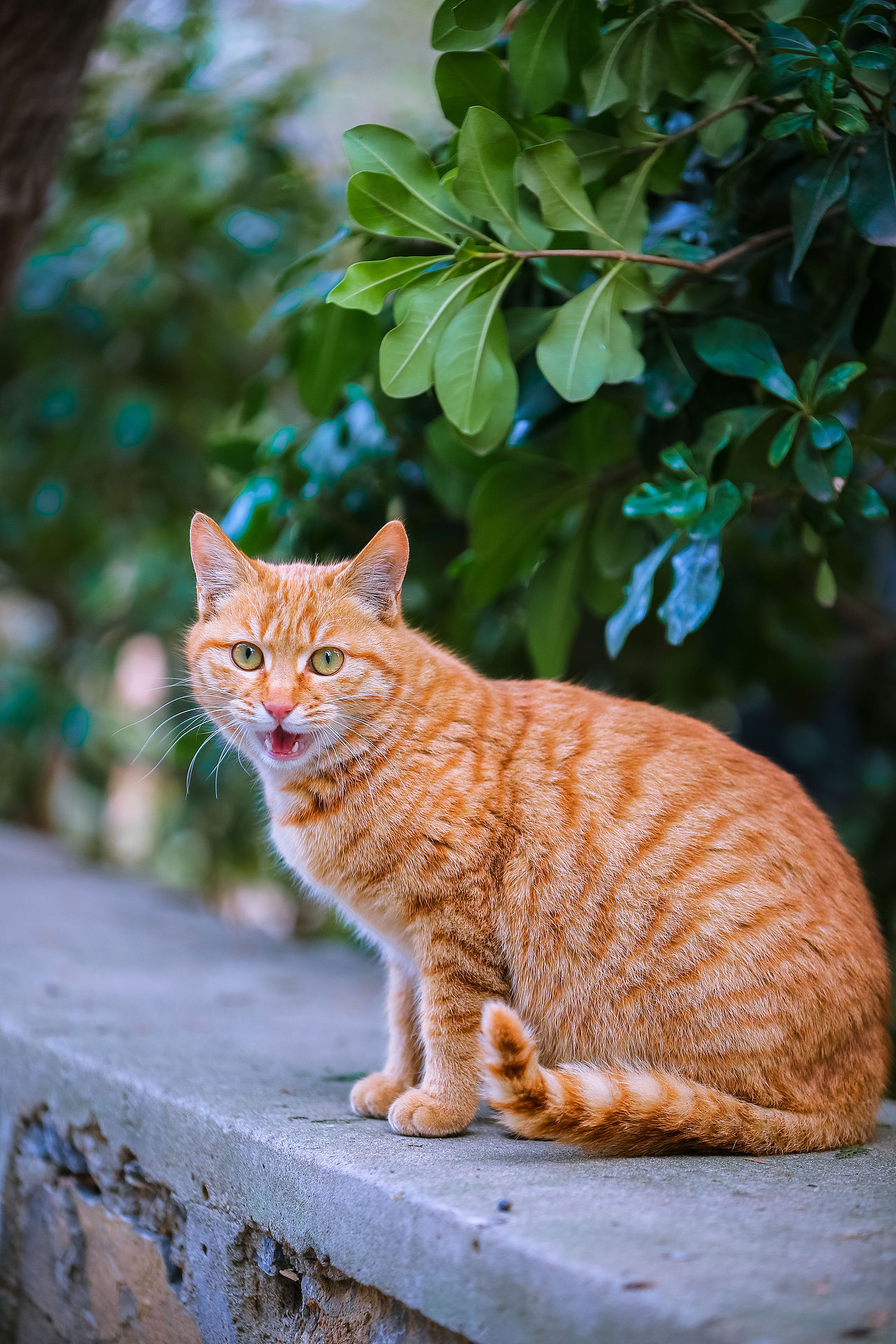 猫不换一周精选20210530