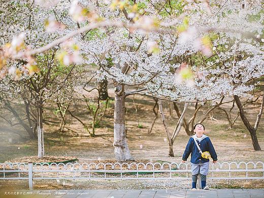 陪我去看樱花雨