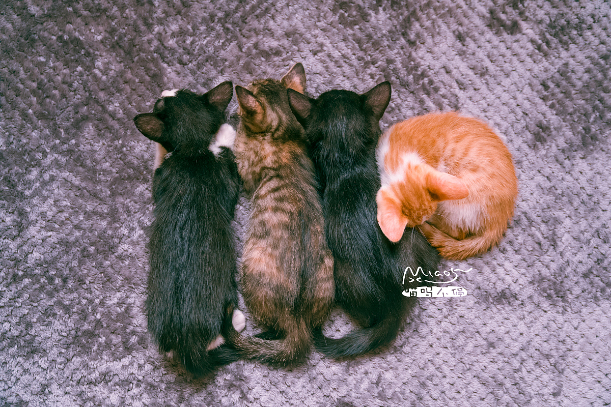 朋友家收养的奶猫们毕业啦（图ZOTAyMTAzMDA=） - 宠物摄影 - 站酷设计师喵呜不停原创素材 - 站酷ZCOOL