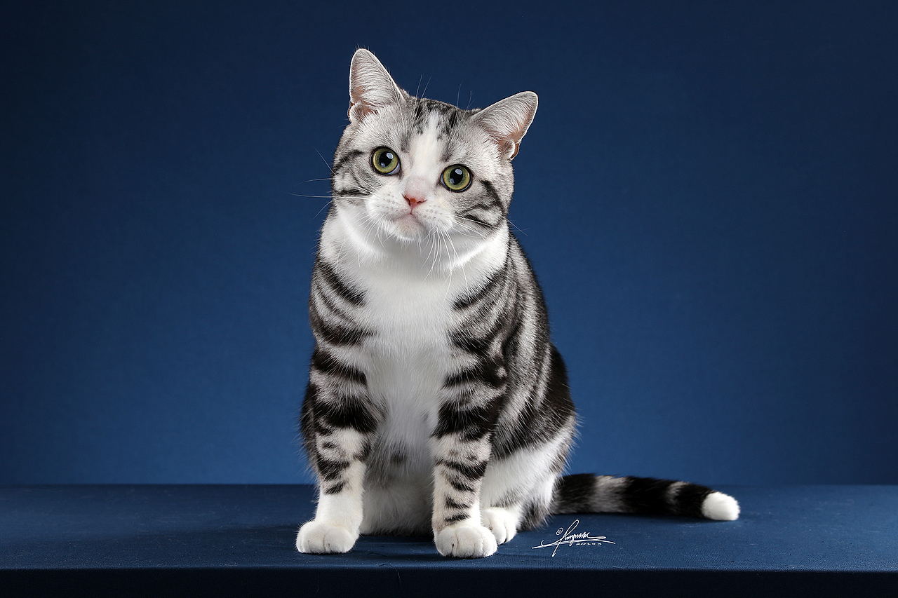 美国短毛猫amyworks,拍摄于厦门|摄影|宠物摄影|amyworks赛猫摄影_原