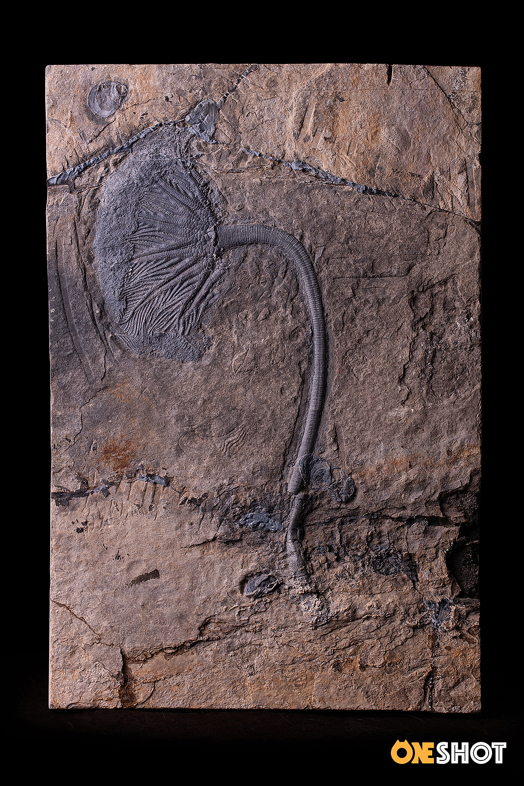 一些化石和矿石（图ZMTM4NTYyODky） - 产品摄影 - 站酷设计师WildKay原创素材 - 站酷ZCOOL