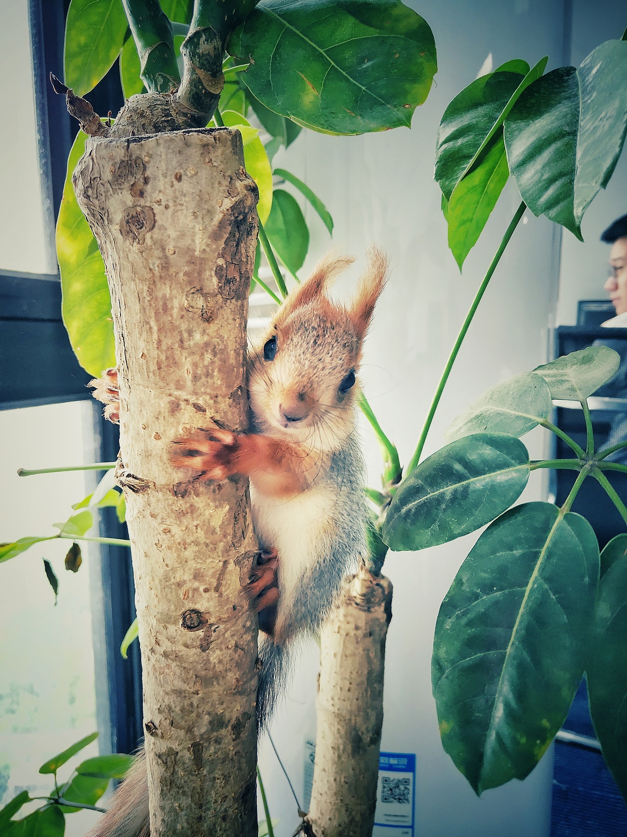 果冻小姐的日常①（图ZMTU4NTk3MzM2） - 宠物摄影 - 站酷设计师游冥浪骸原创素材 - 站酷ZCOOL