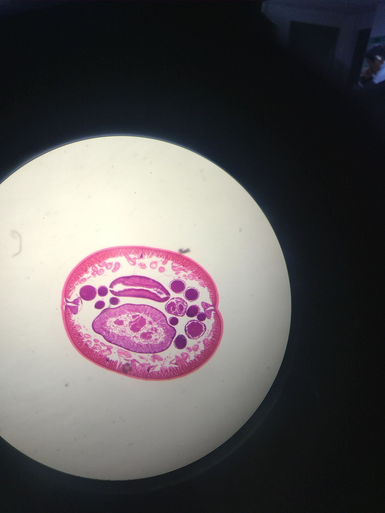 生物细胞观察（图ZMjQ0NDk0NzI4） - 风光摄影 - 站酷设计师SGEJWJ原创素材 - 站酷ZCOOL