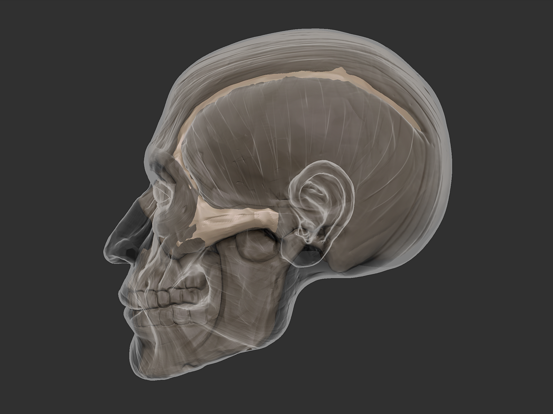 图1-10 硬脑膜及硬脑膜窦 颅底内面观-临床解剖学-医学