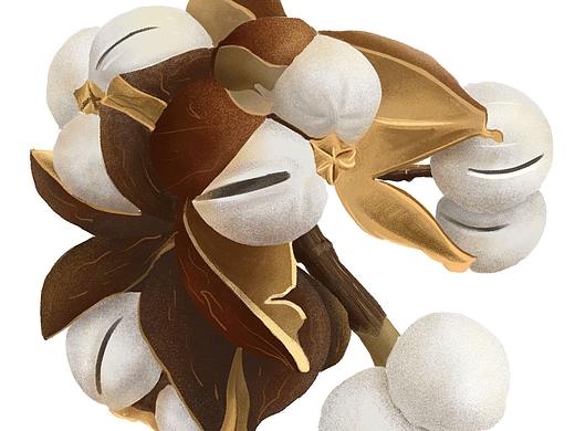 薏米植物手绘插画