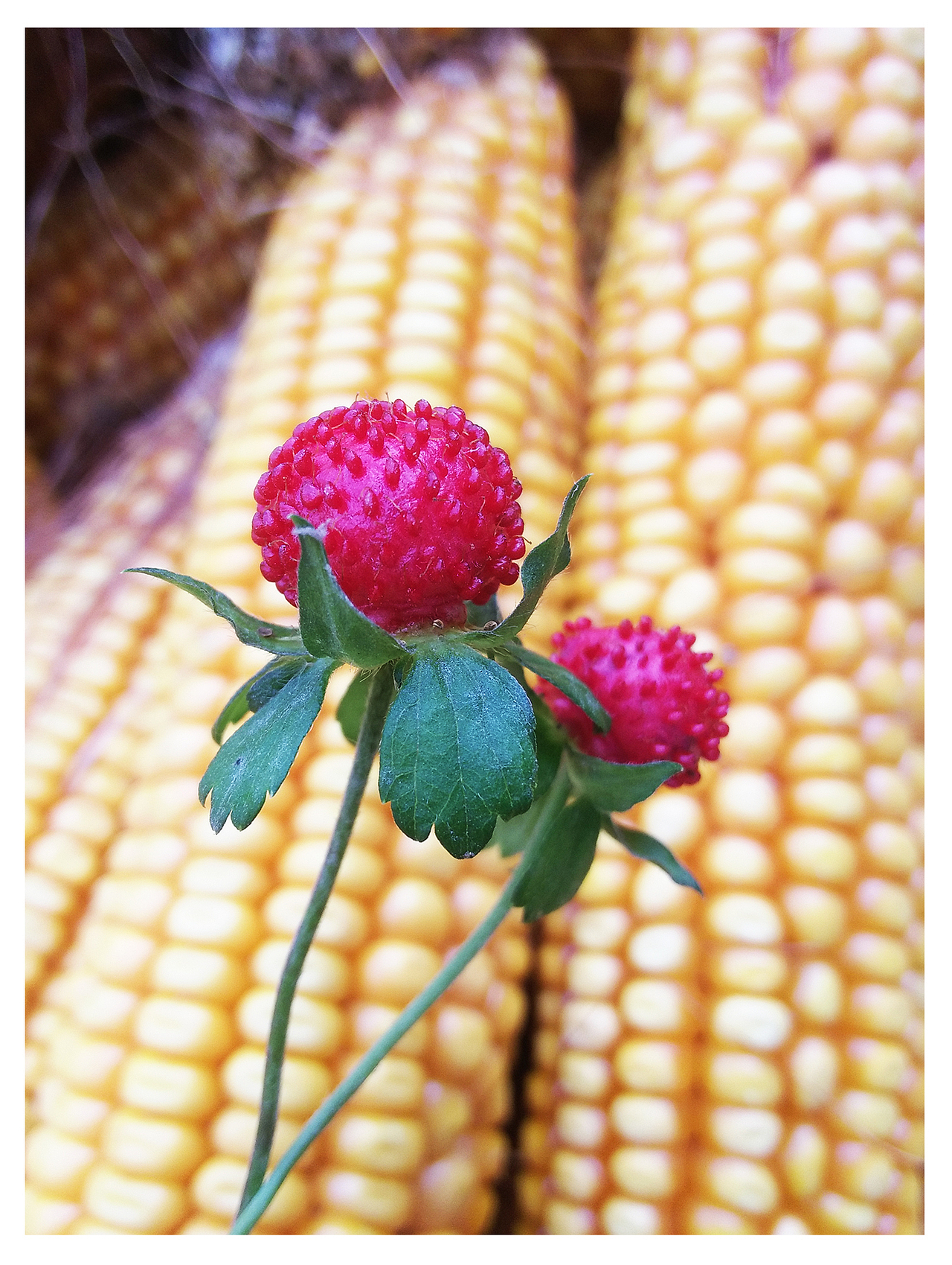 《平凡·小生活》（图ZNjA5MDA3MjQ=） - 风光摄影 - 站酷设计师黑白七分之一原创素材 - 站酷ZCOOL