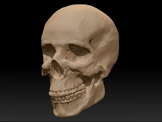 头骨练习（个人主页-ZNDcyMjA0Njg=） - 人物/生物 - 站酷设计师张曦Simon原创素材 - 站酷ZCOOL