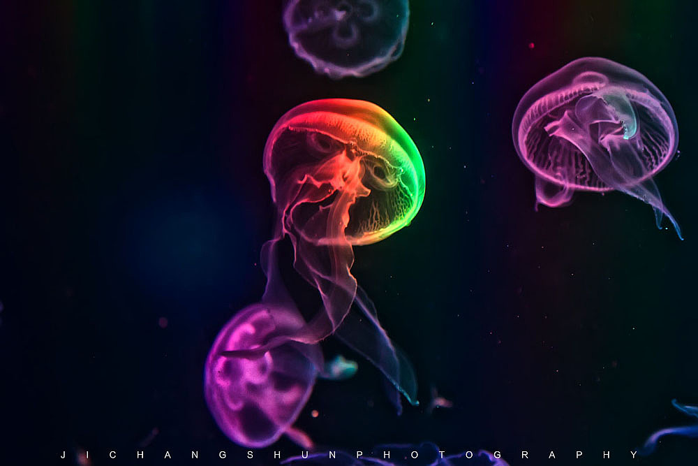 天才舞蹈者：水母（图ZMTYwMzcyNTI=） - 宠物摄影 - 站酷设计师觉纪原创素材 - 站酷ZCOOL