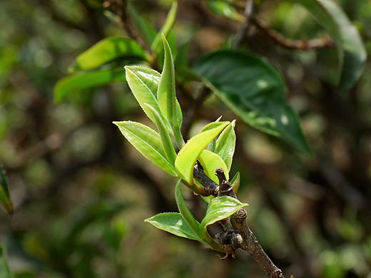 春茶季 头春嫩芽