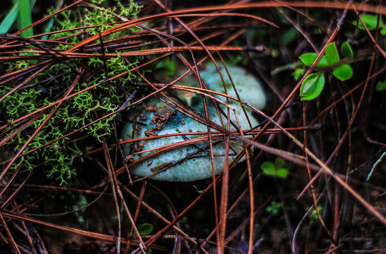 云南野生菌（图ZODU2MTc5Mjg=） - 产品摄影 - 站酷设计师吴赟wly原创素材 - 站酷ZCOOL