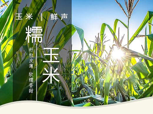 玉米详情页