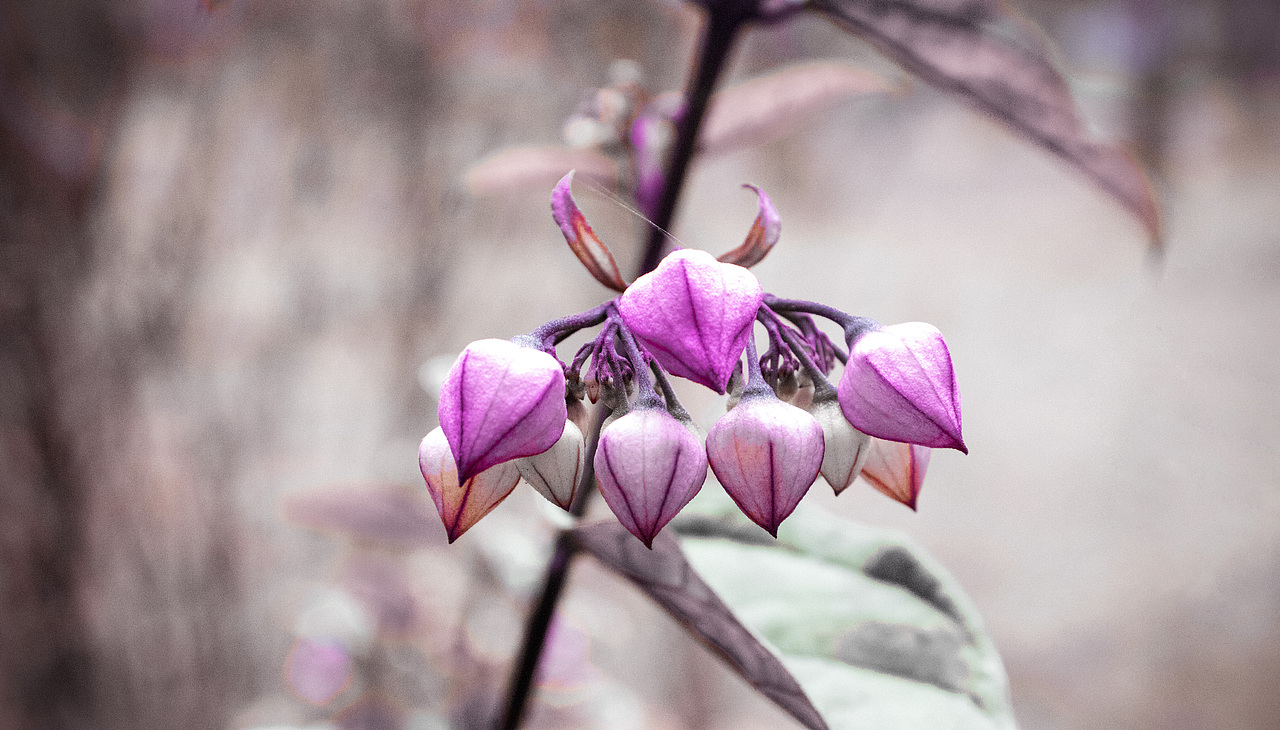攝影作品（圖ZMjI5MzkyODQ4） - 修圖/后期 - 站酷設(shè)計(jì)師何真真原創(chuàng)素材 - 站酷ZCOOL