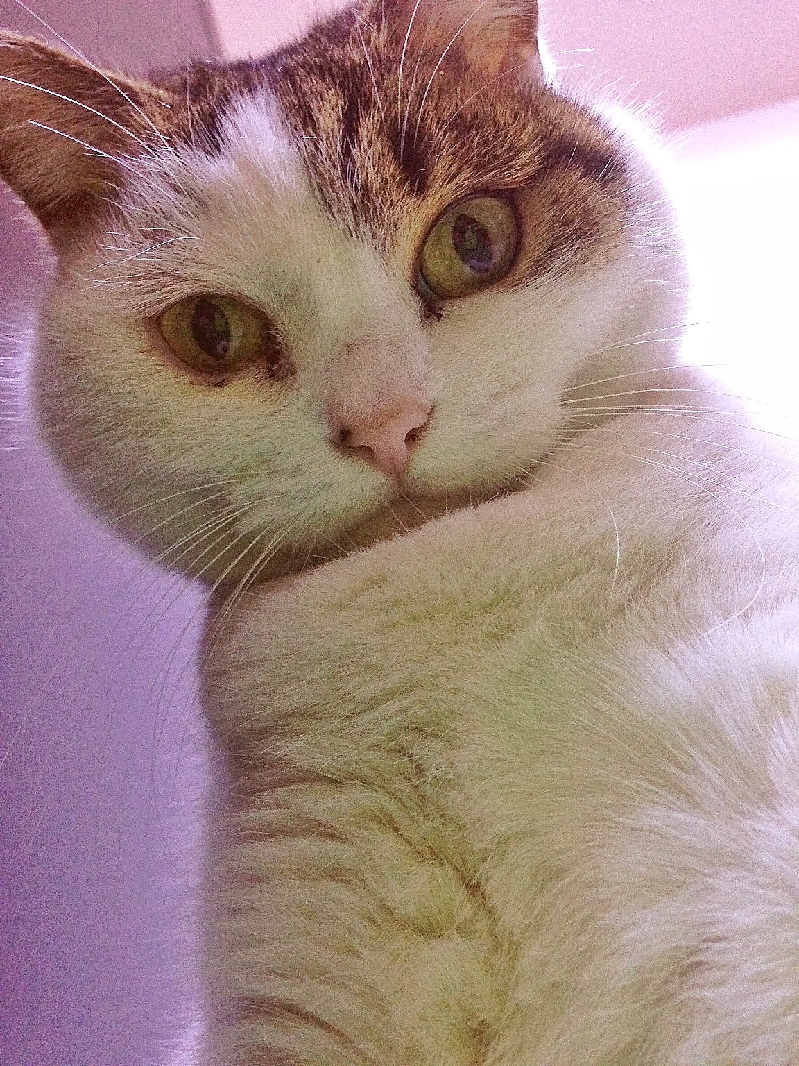 俺家便主子们（图ZMjU2MDU1MTI=） - 宠物摄影 - 站酷设计师bebecat原创素材 - 站酷ZCOOL