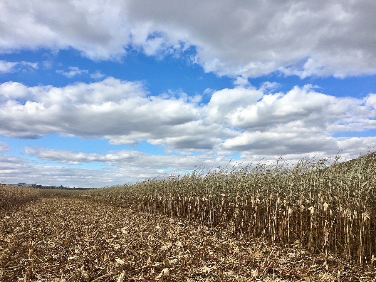 家乡的风景（图ZMTIyMzMwNDIw） - 人文/纪实摄影 - 站酷设计师吴月茹原创素材 - 站酷ZCOOL