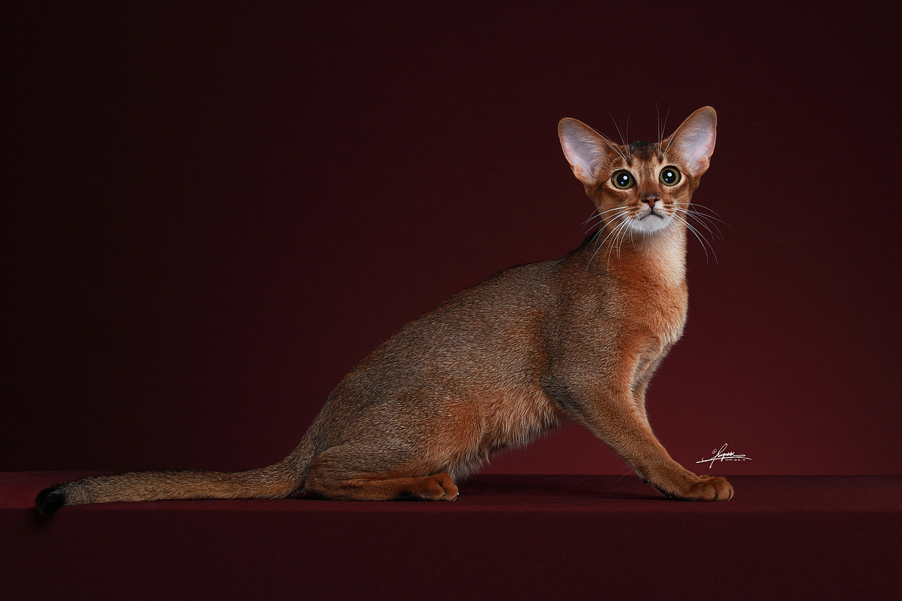 阿比西尼亚猫-amyworks探须视觉