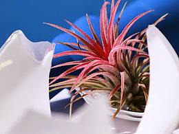 種自己的花，愛(ài)自己的宇宙