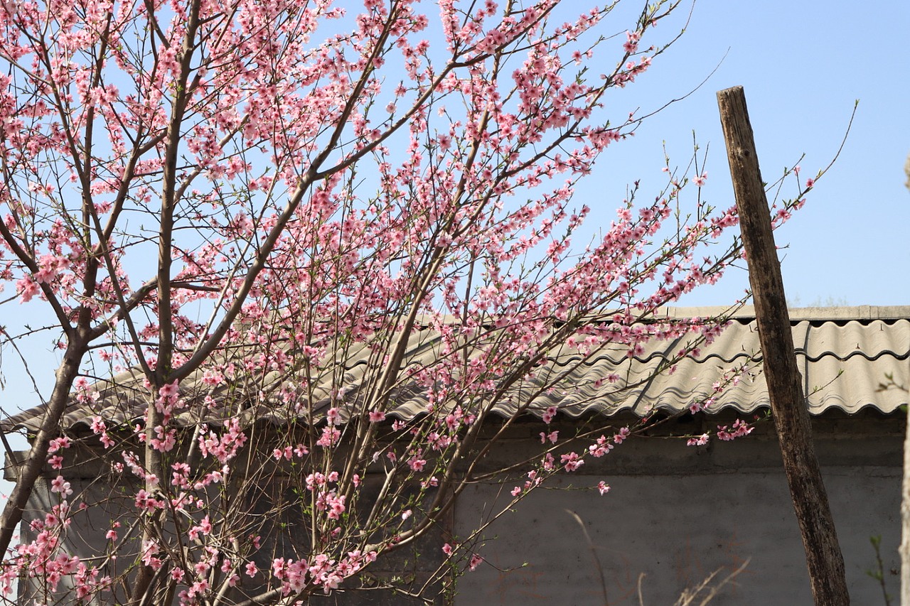 三月桃花胜春风