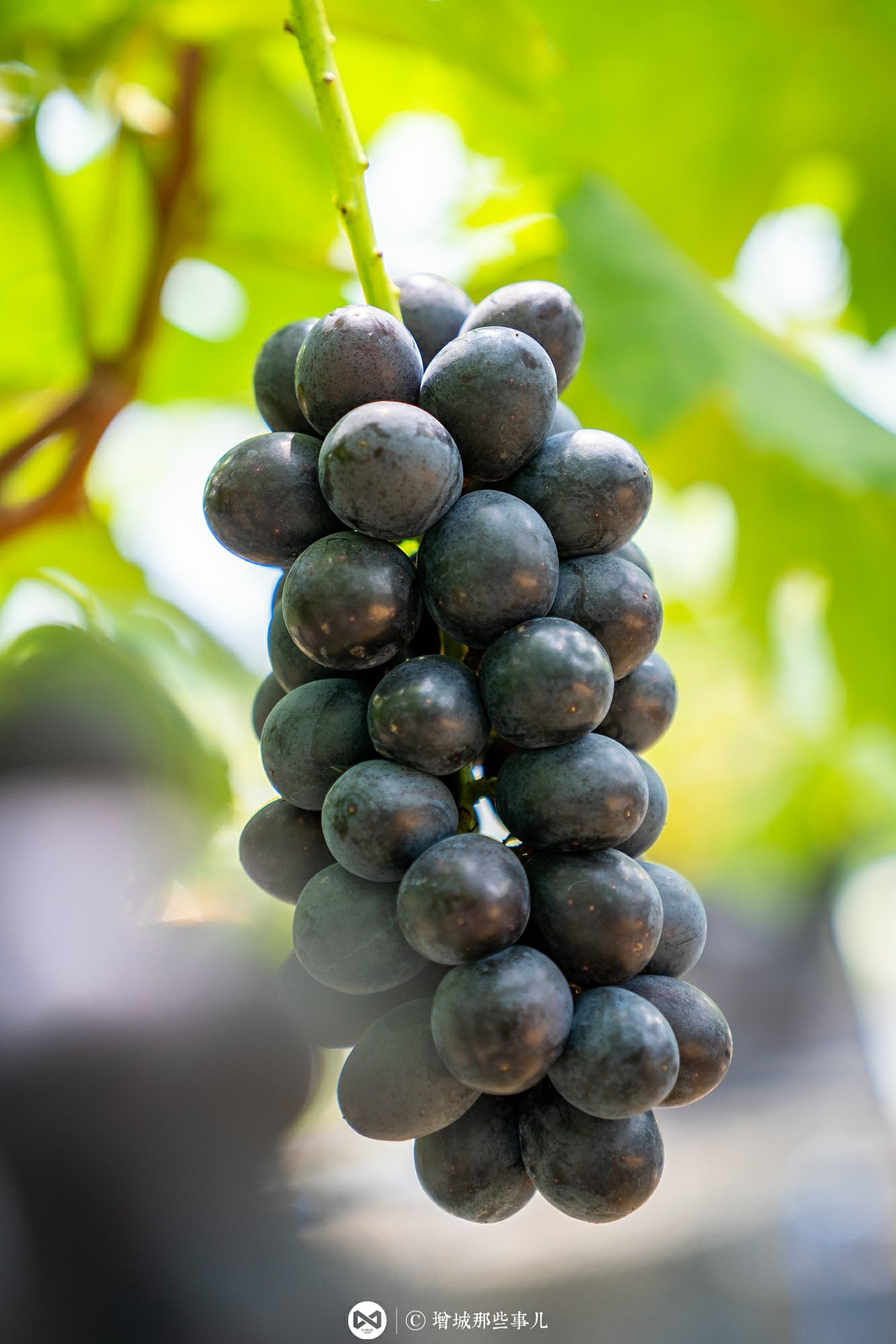 葡萄园拍摄|摄影|产品摄影|丹荔映画_原创作品-站酷zcool