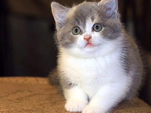 猫咪摄影1