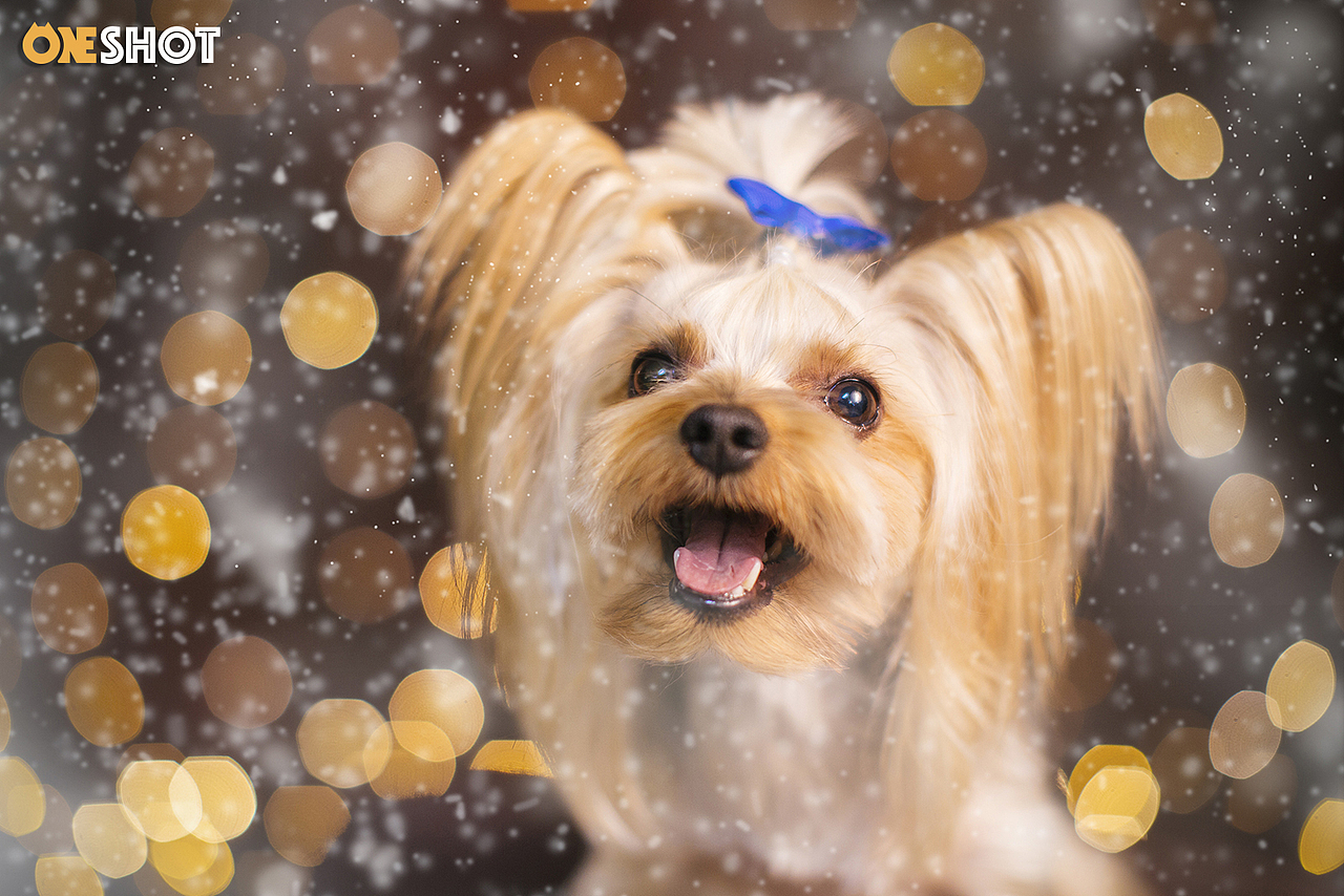 又是一年圣诞季