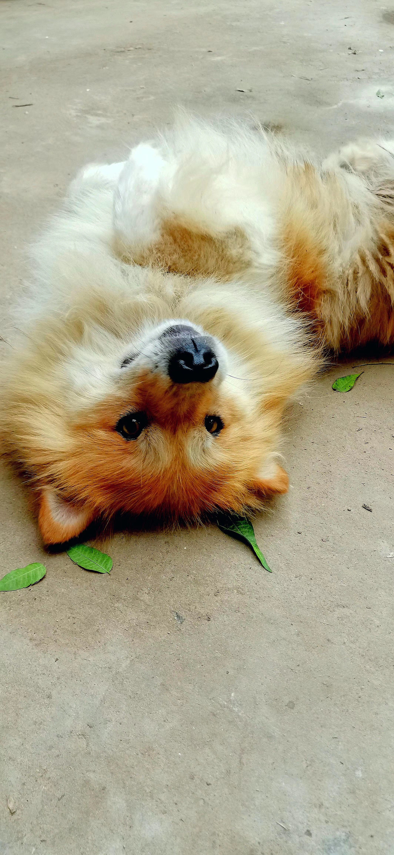 狗儿（图ZMjQ5MTAwNTQ4） - 宠物摄影 - 站酷设计师笑得很甜呀原创素材 - 站酷ZCOOL