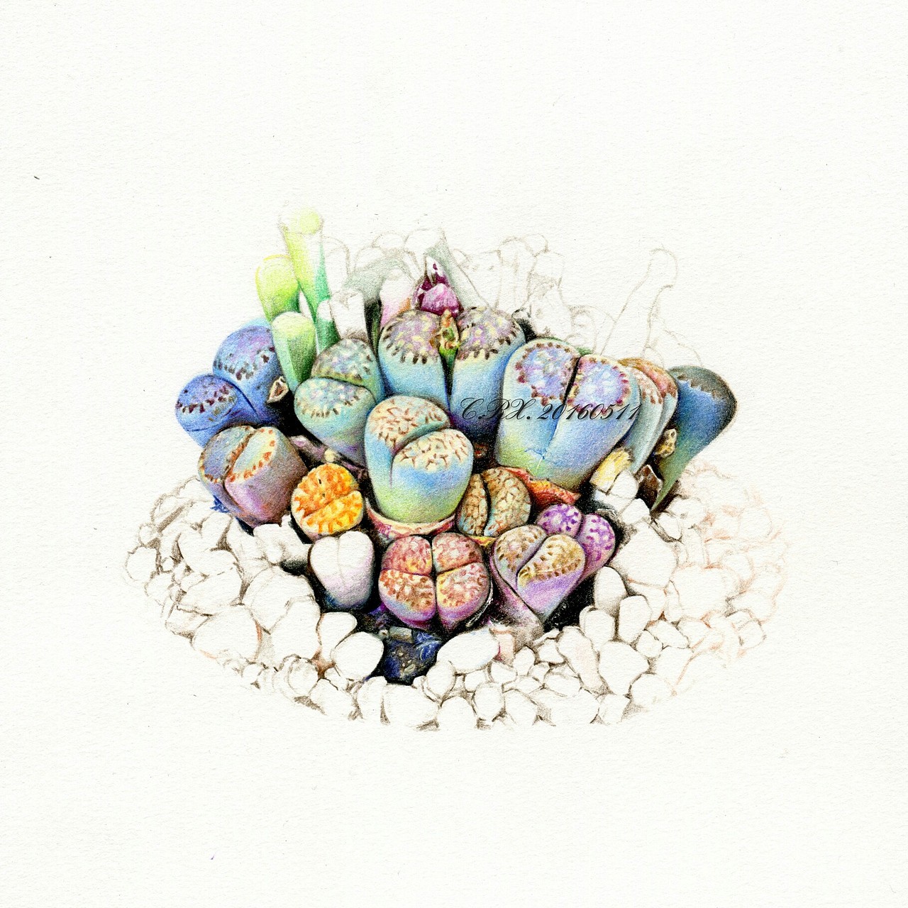 【溶萱手绘——彩铅多肉】生石花( . )