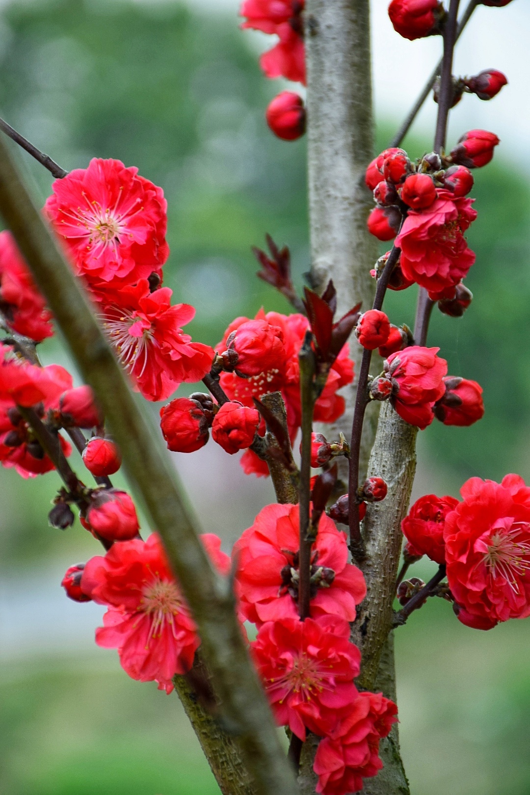 红色梅花花朵图片素材免费下载 - 觅知网