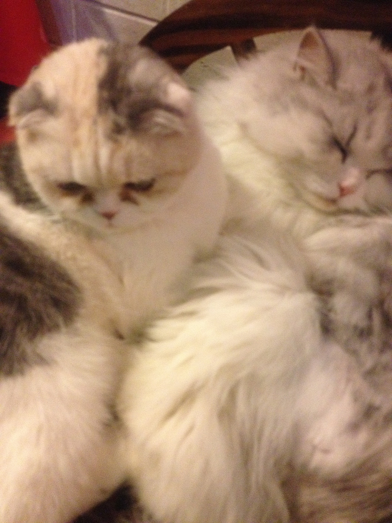 慵懒的猫咪打着憨。