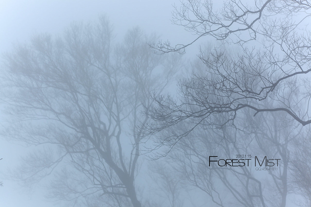 迷雾森林Forest Mist（图ZNDgyMDIyMA==） - 风光摄影 - 站酷设计师easycdad原创素材 - 站酷ZCOOL